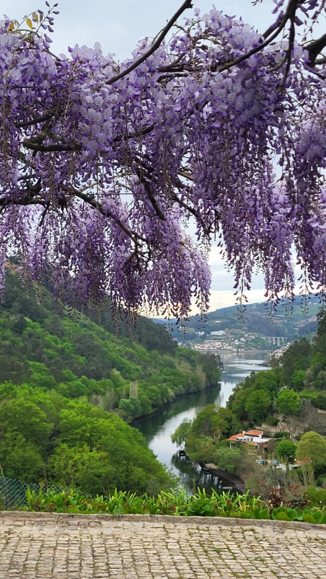 Douro Studio Cinfaes Luaran gambar